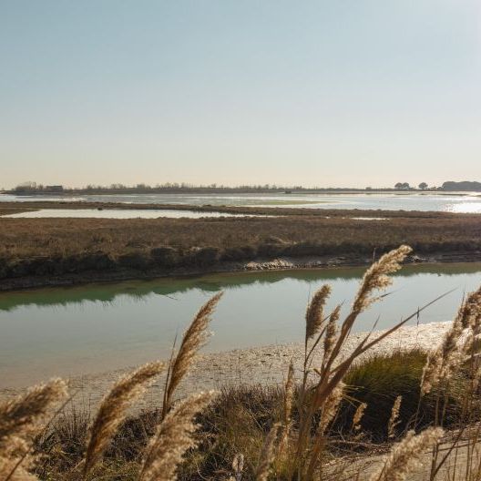 Una zona umida al tramonto caratterizzata da specchi d’acqua salmastra, vegetazione bassa e canne in primo piano mosse dal vento.