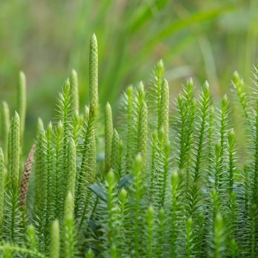 Primo piano di un gruppo di licofite, piante antiche con foglie aghiformi , disposte verticalmente in un ambiente naturale verde e rigoglioso.