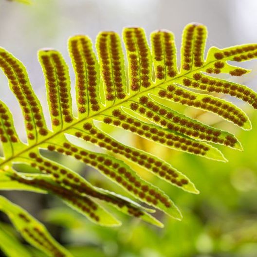 Dettaglio ravvicinato di una fronda di felce con sori marroni disposti in file regolari sul lato inferiore delle foglie. È illuminata da una luce naturale che ne esalta i colori verdi e gialli.