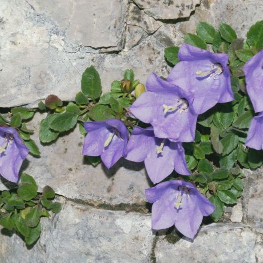 Campanule viola che crescono tra le fessure di una parete rocciosa con foglie verdi che contrastano con il grigio della pietra.