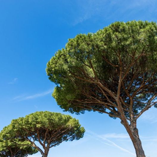 Pini marittimi che si stagliano contro il cielo blu con la loro caratteristica chioma a “fungo”.
