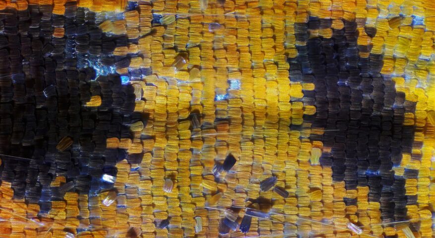 Un ingrandimento mostra i tasselli colorati che formano le ali della farfalla