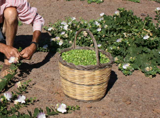 The image depicts a basket full of capers in the foreground. A person can be seen picking them from the side.