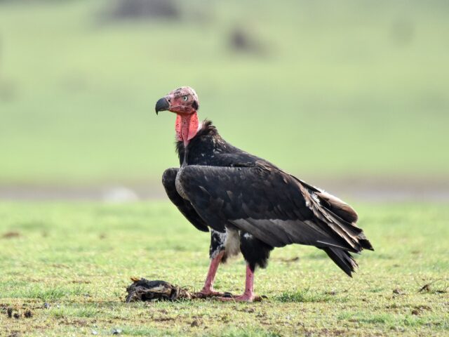 An Indian vulture feeding on an animal carcass