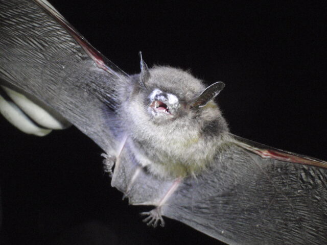 Nell’immagine si vede un pipistrello con il naso imbiancato a causa dell’omonima sindrome