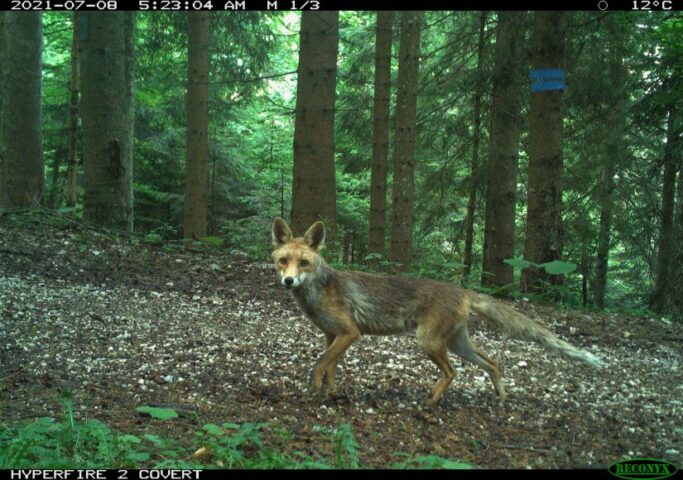 Phototrap shot: a fox in the woods