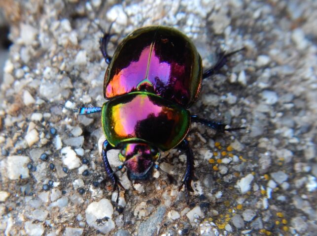 Foto di un esemplare di Trypocopris pyrenaeus, una delle specie di scarabeo stercorario considerate nello studio