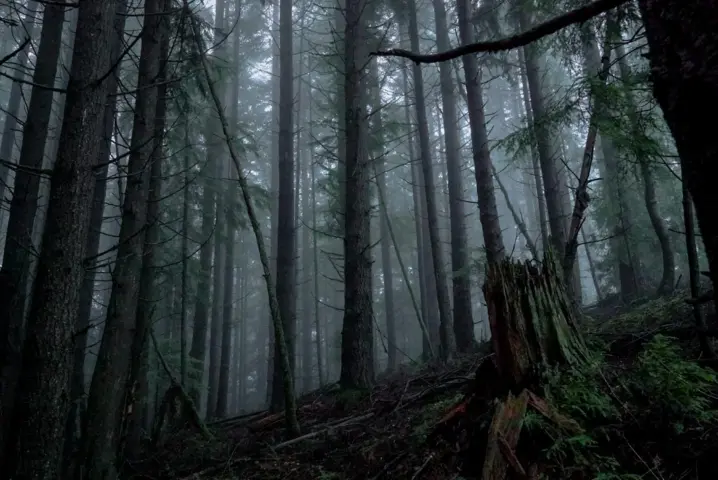 L’immagine mostra una suggestiva fotografia di un bosco di conifere al crepuscolo
