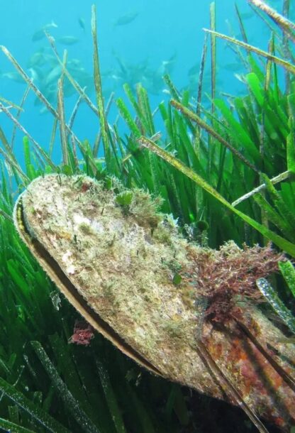 Life Pinna: un progetto per salvare il mega mollusco