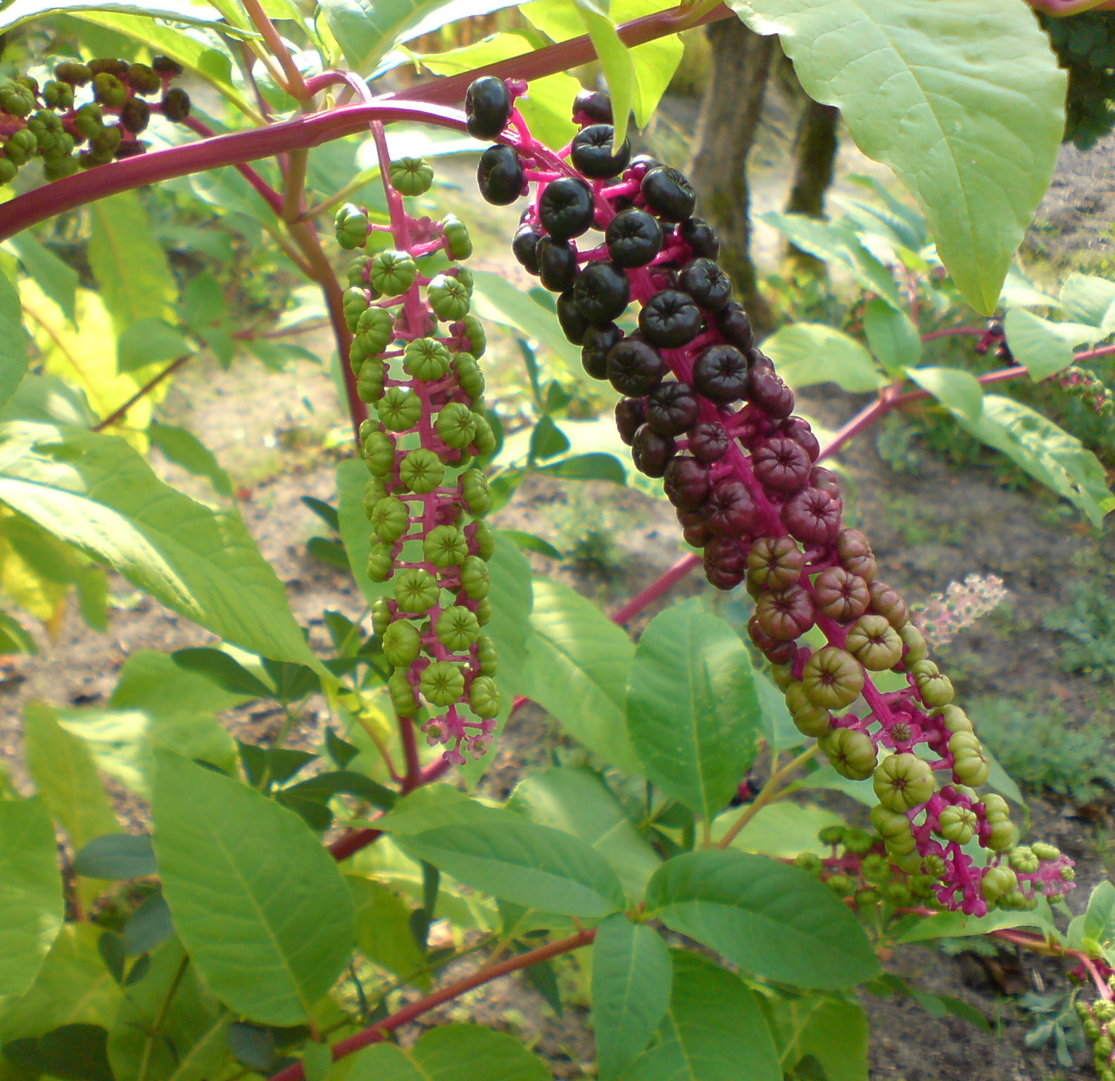 Clusters of pokeweed berries with ripe green, reddish and black fruits, on deep pink stems among green leaves.