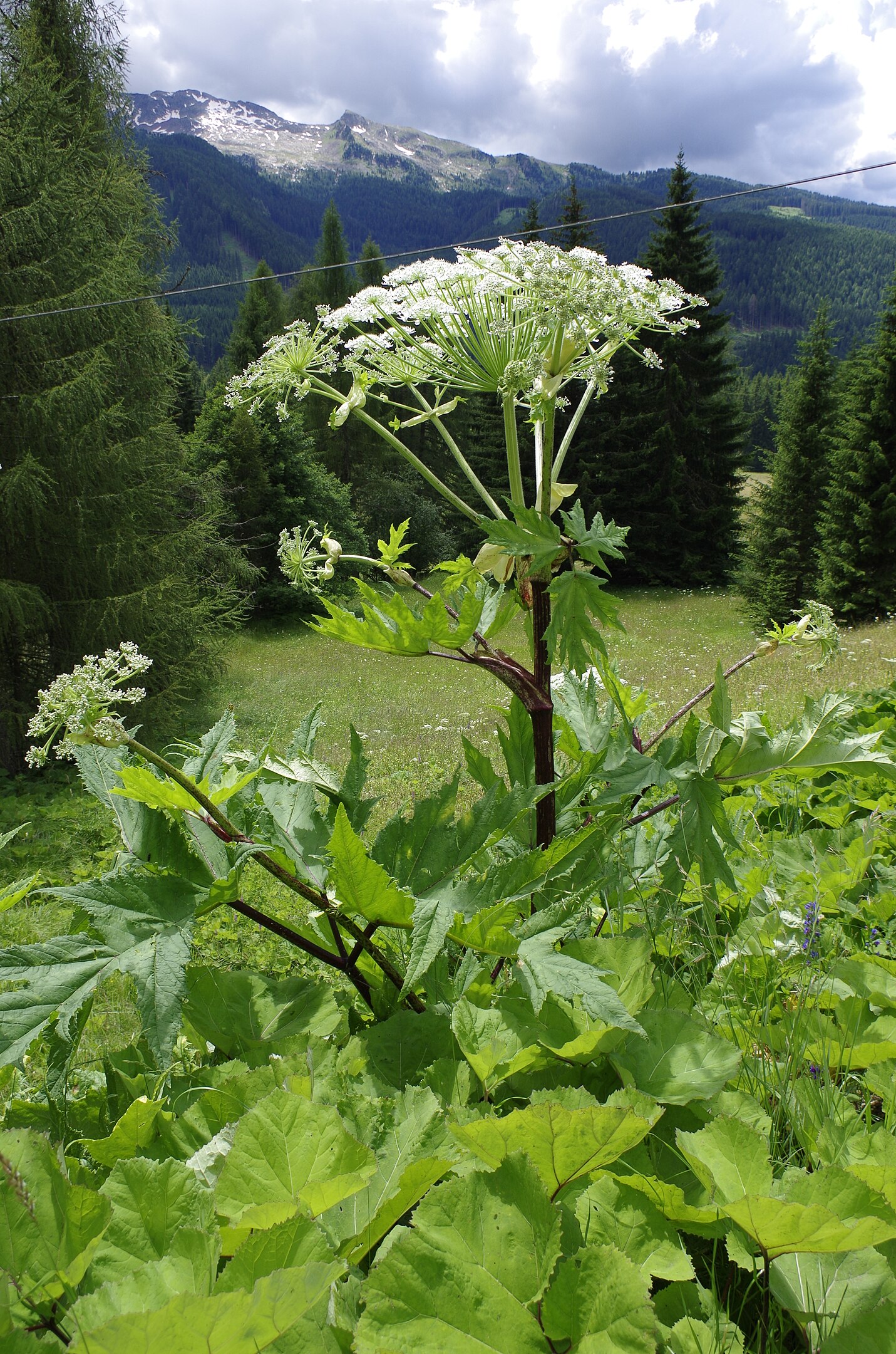A large Mantegazza panacea plant with reddish stems and umbels of small white flowers, growing in an alpine meadow with a background of conifers and mountains.
