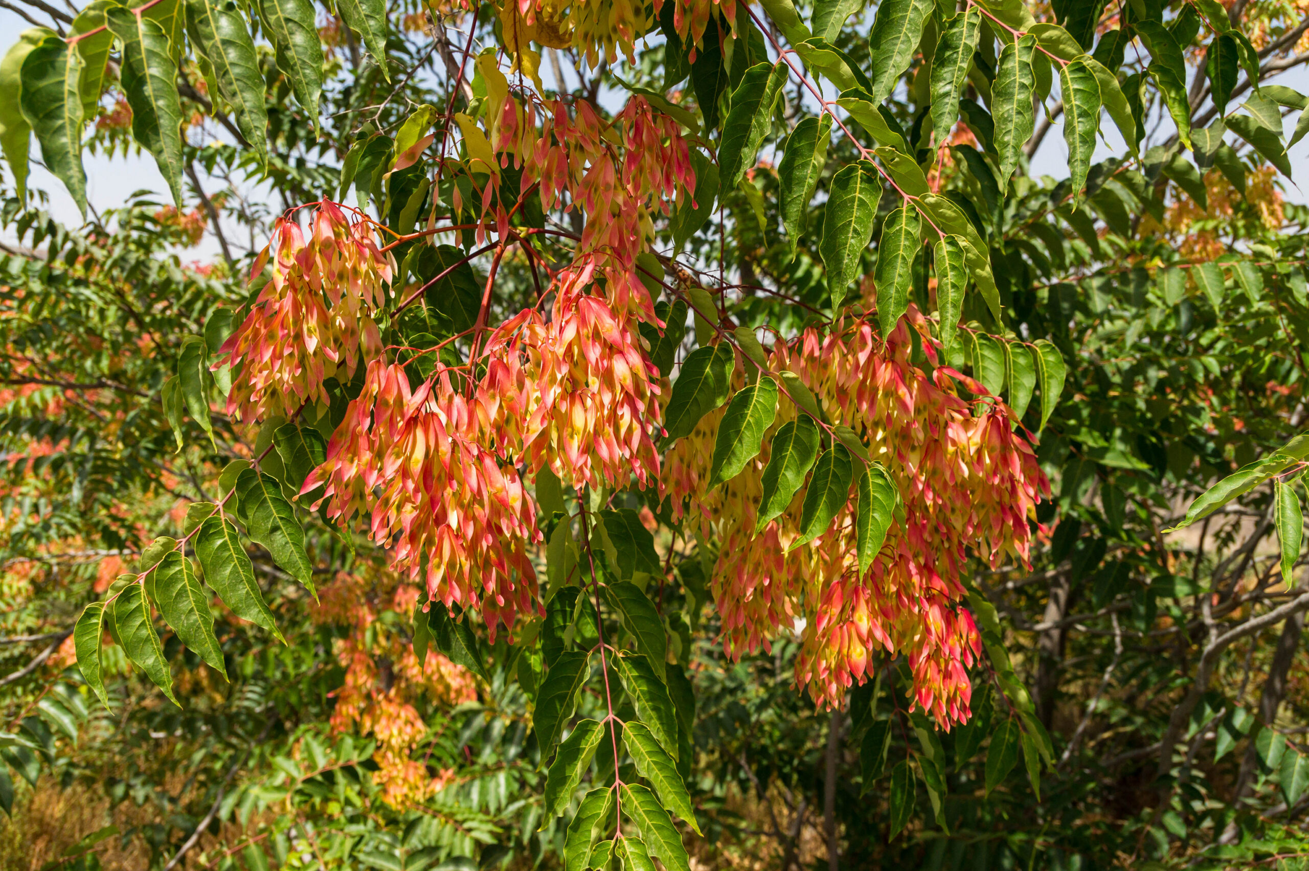Tree of Heaven branches with green leaves and clusters of hanging red-orange samaras, illuminated by sunlight in a natural setting.