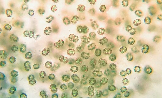 Cianobatteri e nutraceutica, oggi insieme