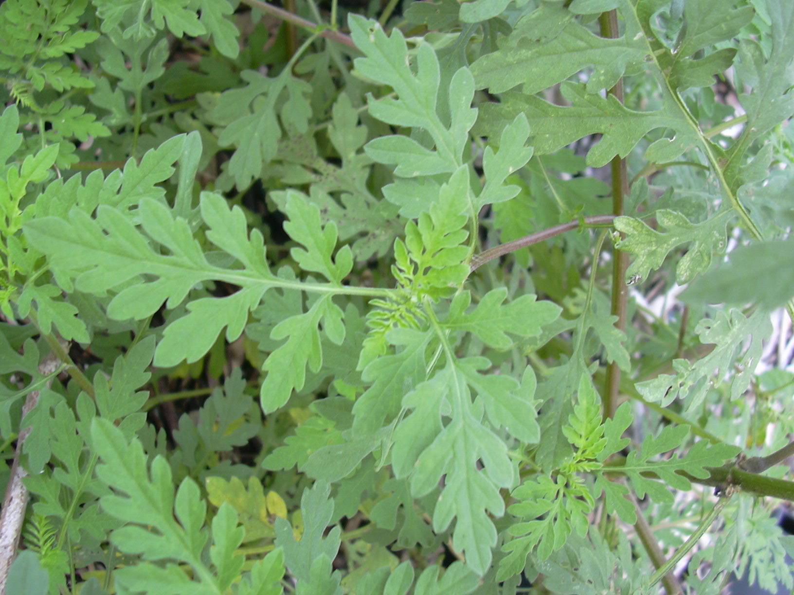 Pianta di ambrosia con foglie verdi profondamente lobate e fusti sottili, diffusa tra altra vegetazione spontanea.