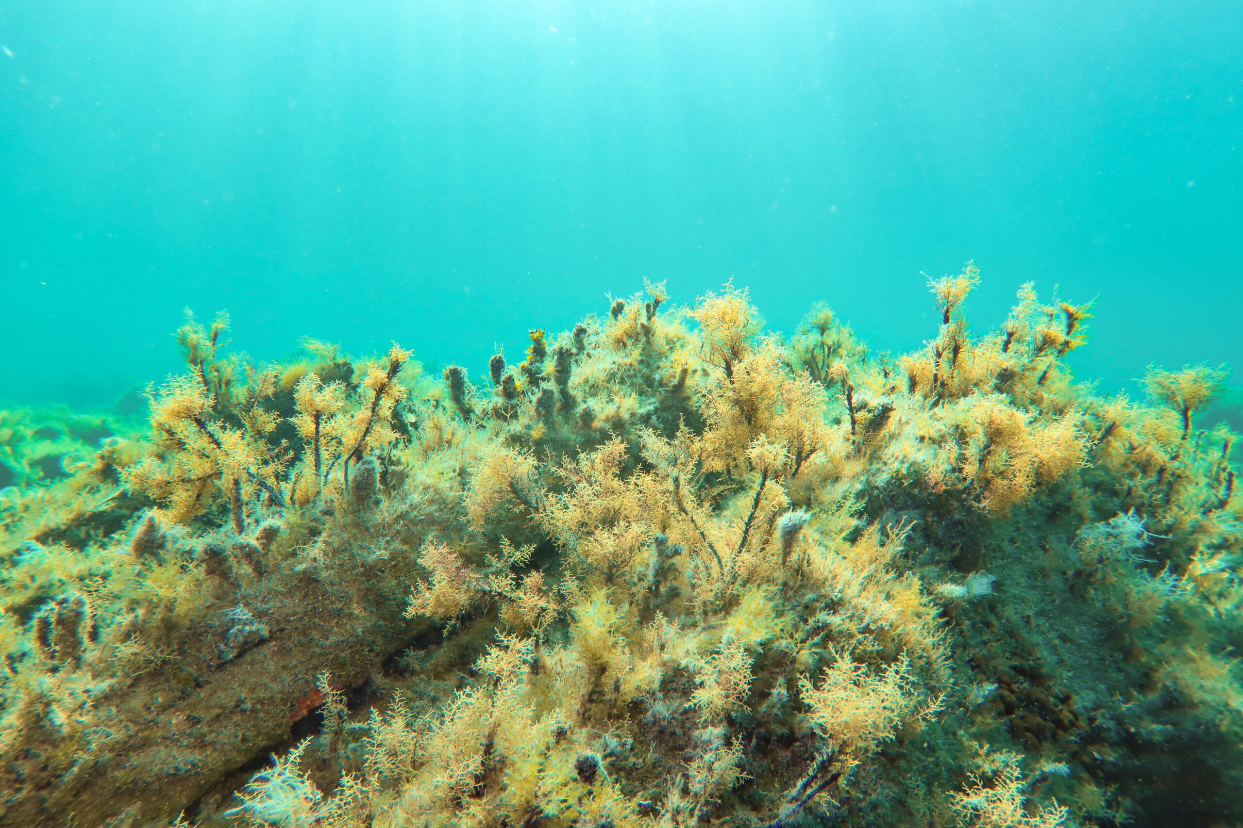 Nella foto si vedono foreste di Cystoseira sul fondale marino