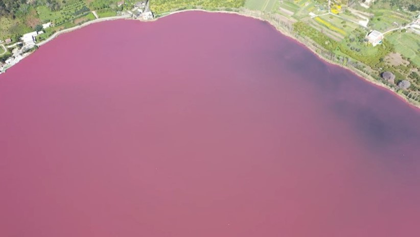 The bloom of cyanobacteria in Lake Averno in 2022, reddish in color.