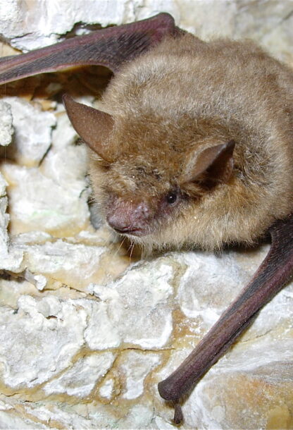 Pipistrelli: la vita notturna di due grandi città