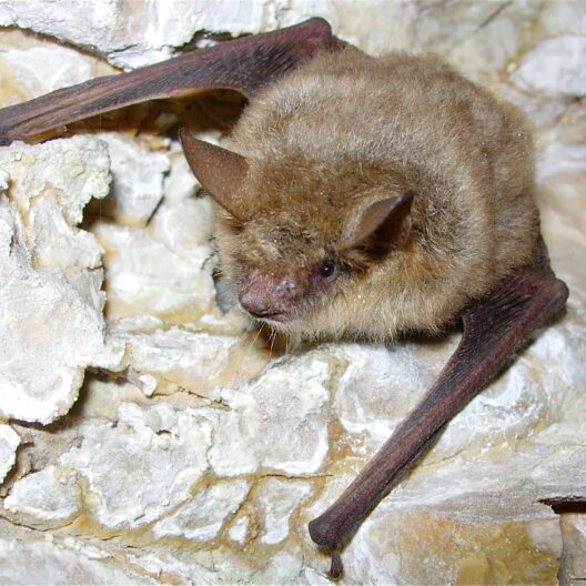 Un esemplare di vespertilio smarginato (Myotis emarginatus) posato su una roccia.