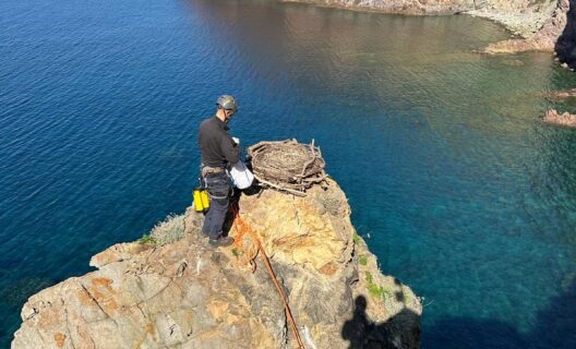 ISOLE RARE: conservazione della biodiversità nelle Isole Toscane