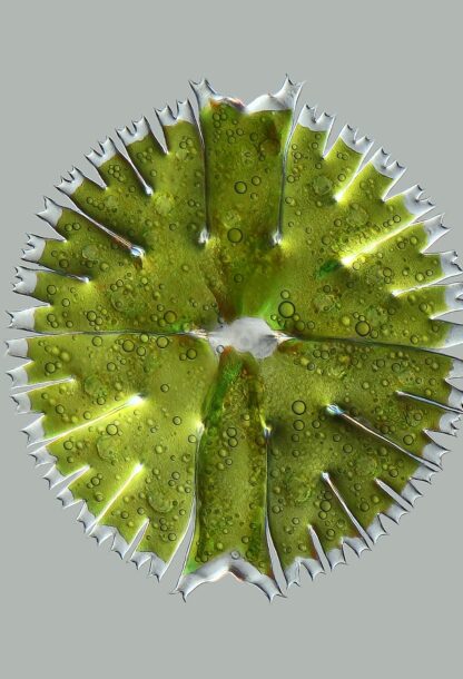 Microalgae: a stimulant for plants
