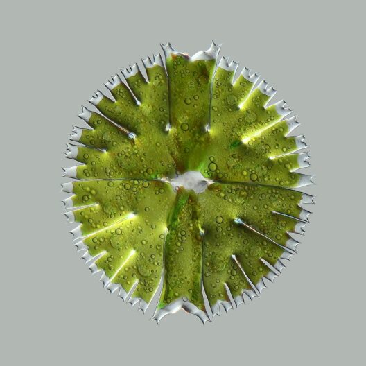 Immagine al microscopio di una microalga (Micrasterias rotata)