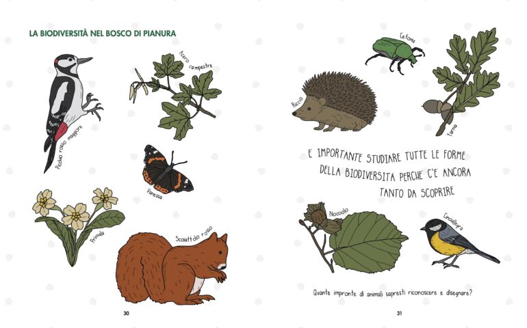 Illustrazioni di animali e piante del bosco di pianura, tra cui picchio rosso, scoiattolo, riccio, cinciallegra, farfalla Vanessa, cetonia, primula, acero, farnia e nocciolo.