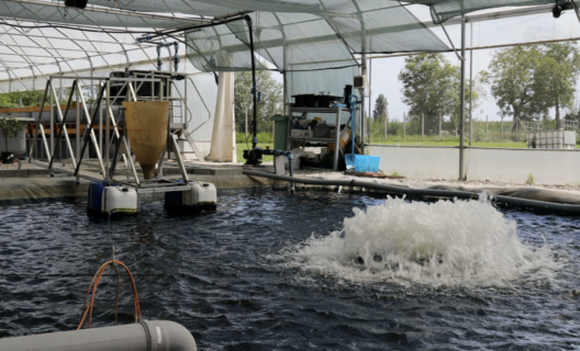 Acquaponica: natura e tecnologia sostenibile