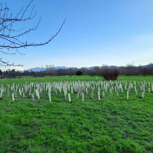 Campo erboso nel territorio di Pistoia con numerosi tubi protettivi per giovani alberi, parte di un impianto boschivo sperimentale per favorire la biodiversità urbana.