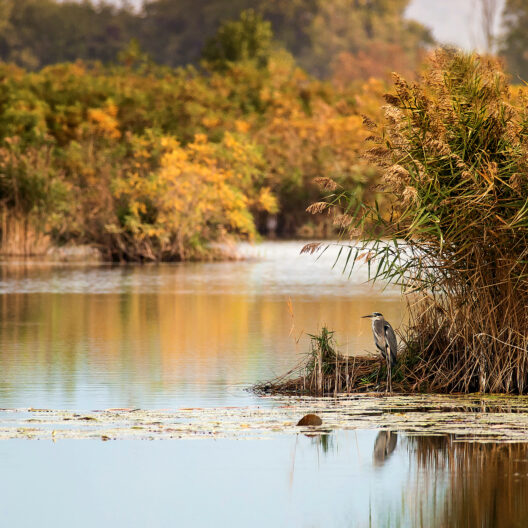 Isola galleggiante vegetata con canne e arbusti in uno specchio d'acqua nella Riserva Naturale delle Torbiere del Sebino, con montagne sfumate sullo sfondo. L’installazione di isole galleggianti rappresenta una tecnica di restauro ecologico ampiamente utilizzata nelle zone umide.