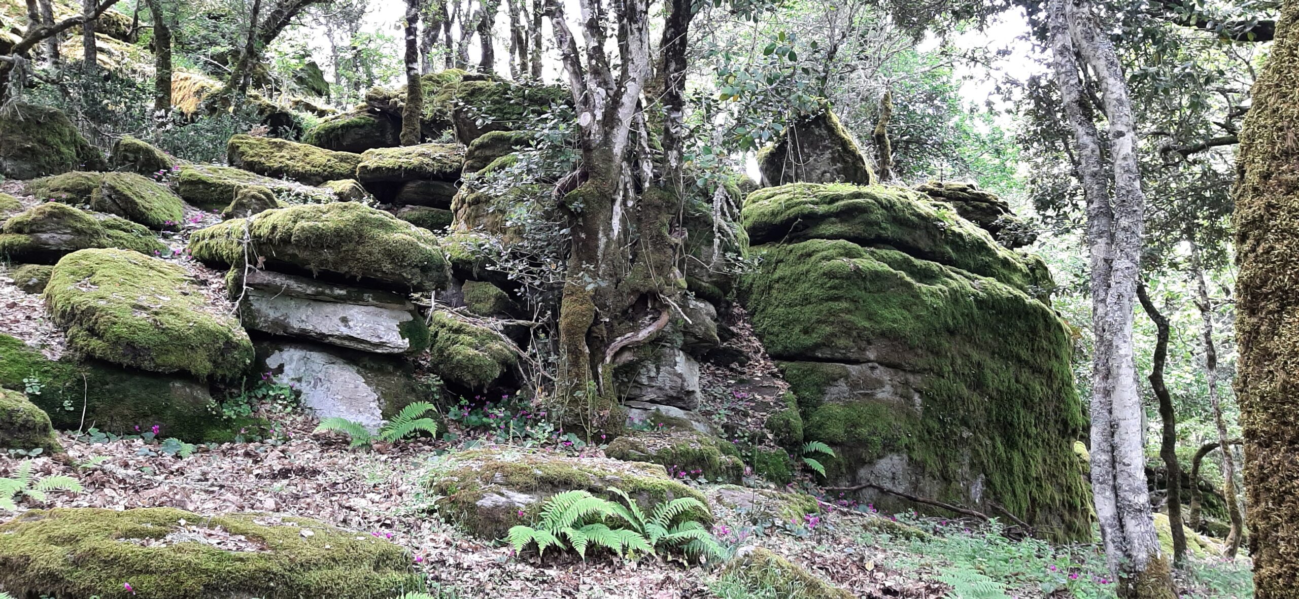 A forest, with boulders covered with moss.