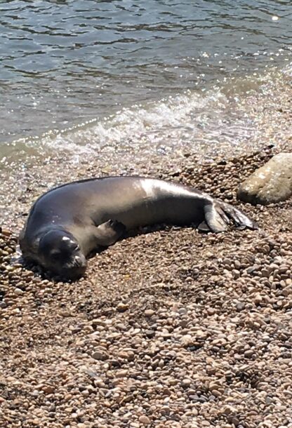 Spot the Monk: il sito partecipato per la foca monaca