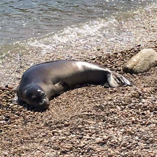 Una foca riposa sulla spiaggia