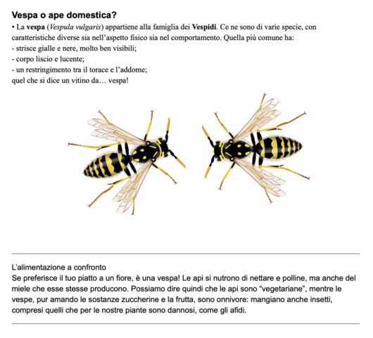 Illustrazione comparativa tra vespa e ape con descrizione delle differenze fisiche e alimentari.