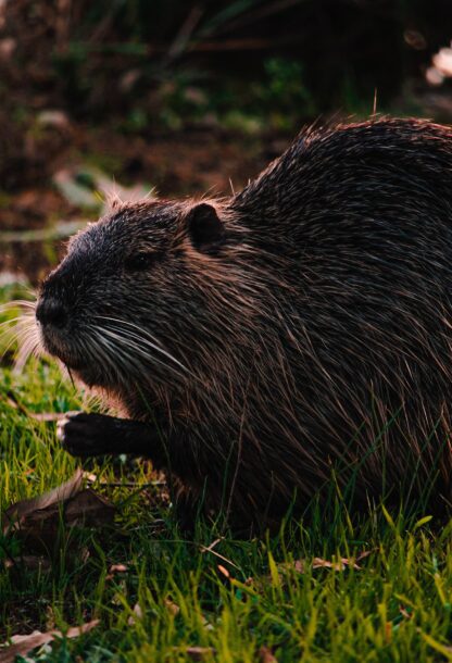 Nutrie: muoversi al buio per restare in incognito