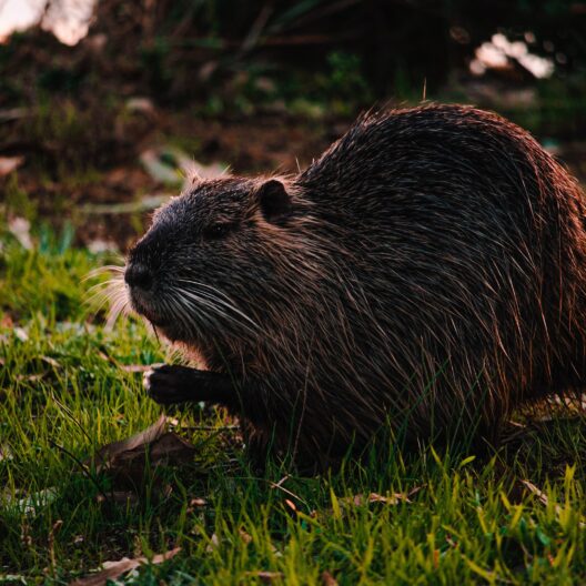 Una nutria (Myocastor coypus) su un prato