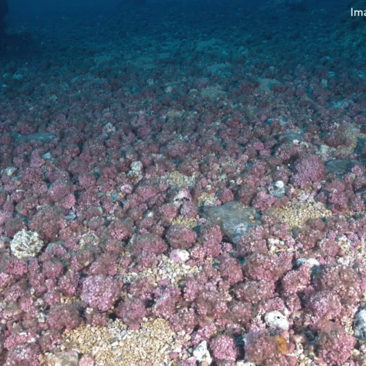 Una foto delle alghe coralline, di tipo Maerl, presenti nell’arcipelago di Madeira