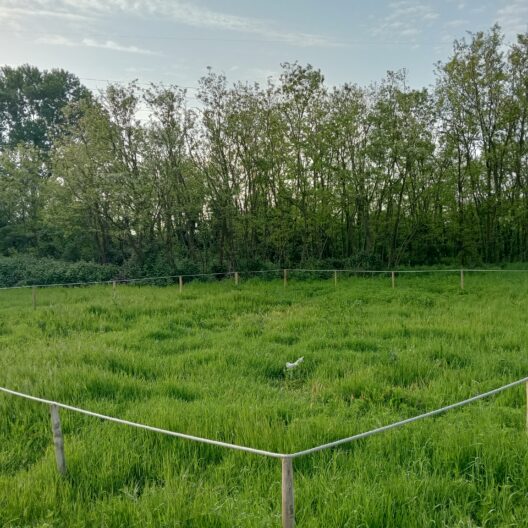 Experimental plantings at GEA Pistoia (PT)