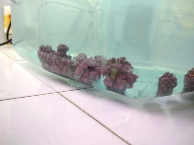 A phase study of the coralline algae Maerl