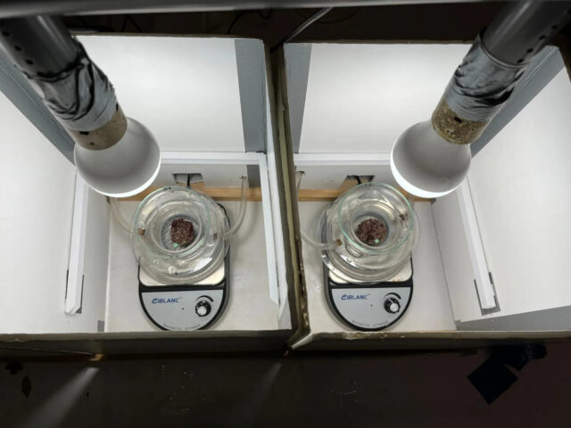A stage of laboratory analysis of Maerl coralline algae