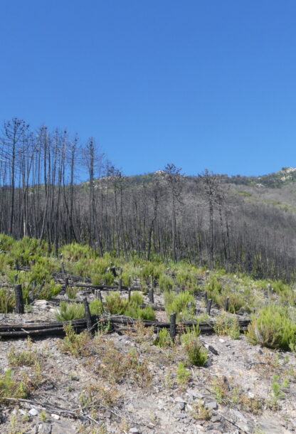 Restauro ecologico: un processo in cinque fasi