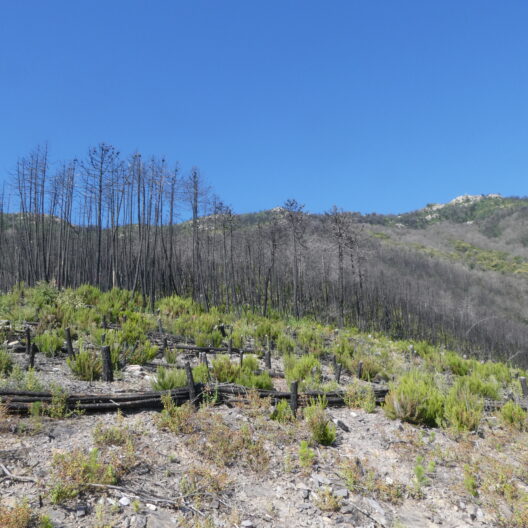 Sistemazioni forestali post incendio (2018) in pineta di Pinus pinaster. Presenza di rinnovazione naturale di Pinus pinaster e Ulex europaeus nelle zone d’intervento.