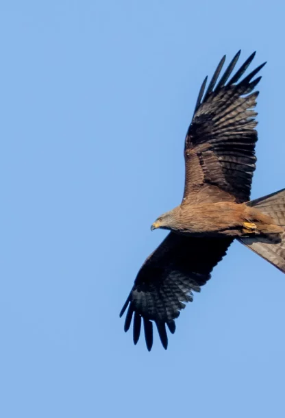 Brown kite migration and climate change