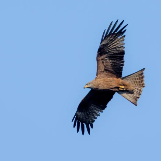 A brown kite specimen in flight.
