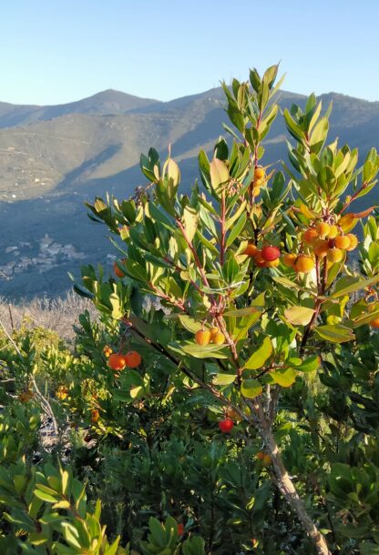Capitale naturale: perché restaurarlo conviene