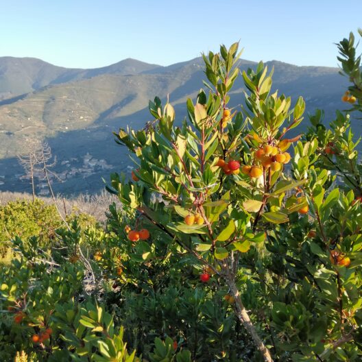 Fioritura di Arbutus unedo dopo 2 anni dall’incendio (2018).