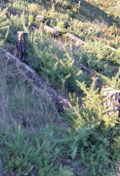 Rigenerare la natura: quando basta rimuovere il disturbo