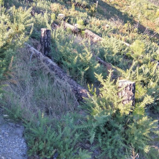 Sistemazioni forestali post incendio per favorire la rinnovazione naturale in sito colpito da incendio nel 2018. Affermazione di rinnovazione naturale di Pinus pinaster e Ulex europaeus