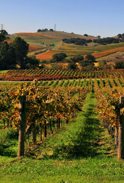 Global warming: a new viticulture is needed