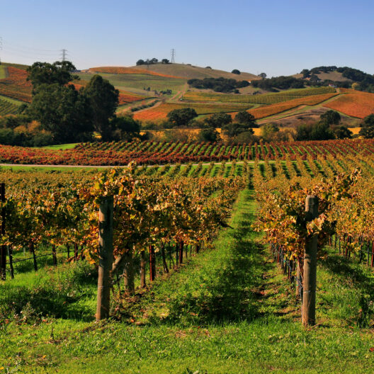 The image shows rows of vines in the idyllic landscape of Napa Valley.
