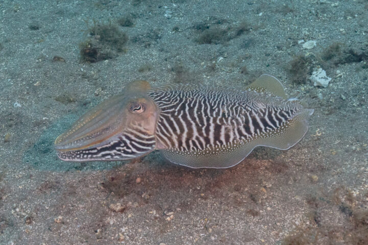 The image shows a male specimen with a zebra-like coat, typical of the breeding season.